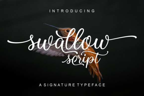 Swallow Script: A Designer’s Honest Review of This Dazzling Typeface